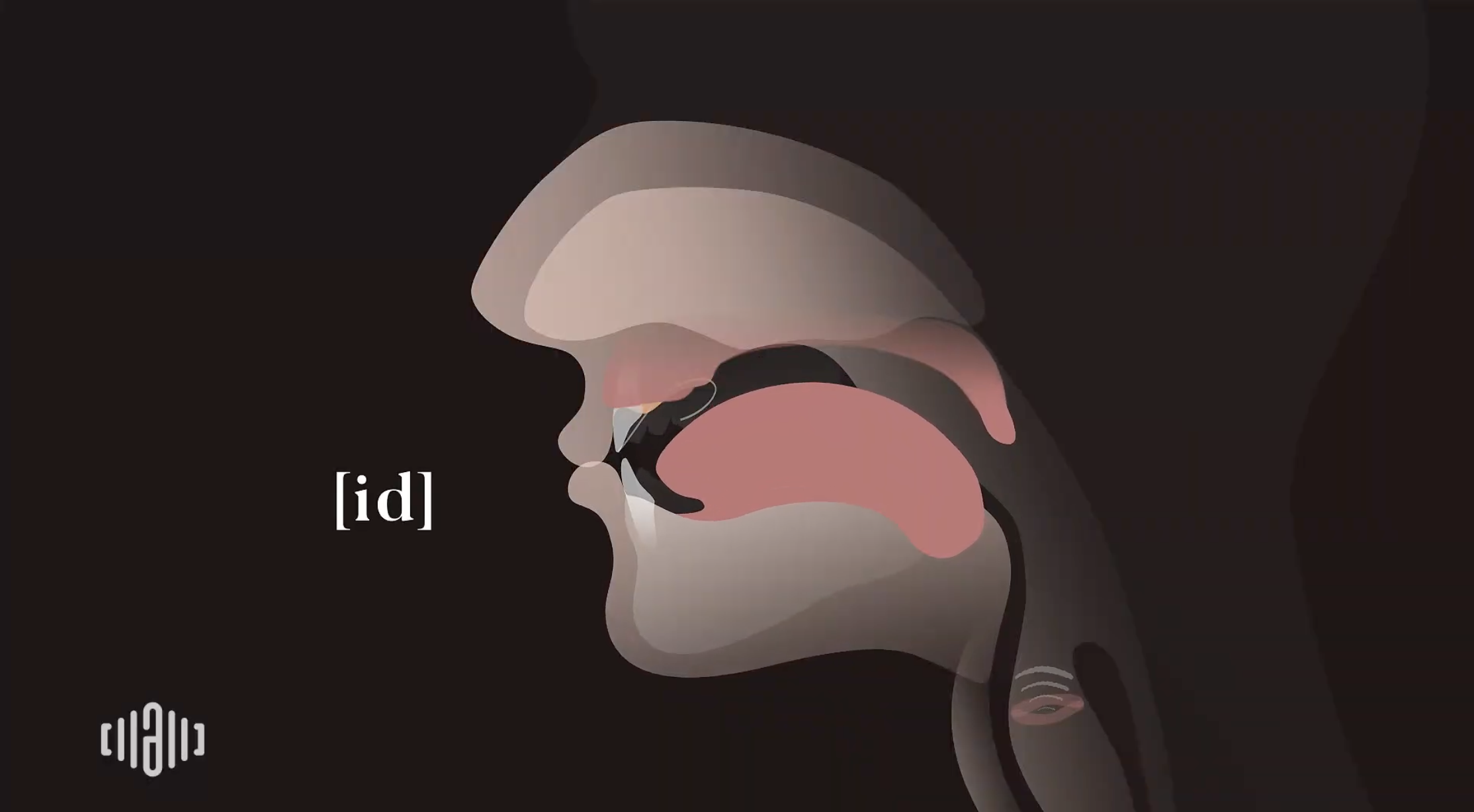 Interactive 2D Sound Video Simulator for the American -ED ending [id] articulation