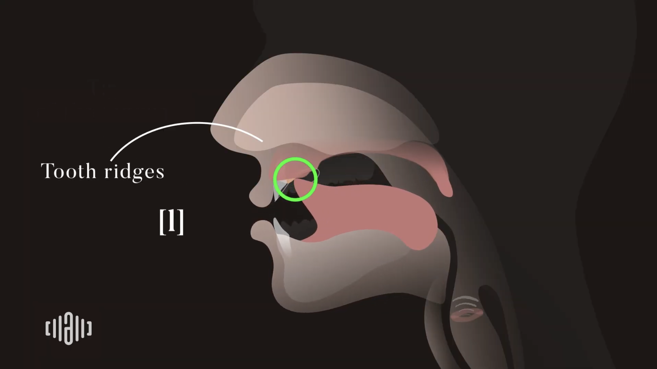 Interactive 2D Sound Video Simulator for the American lateral voiced [l] articulation