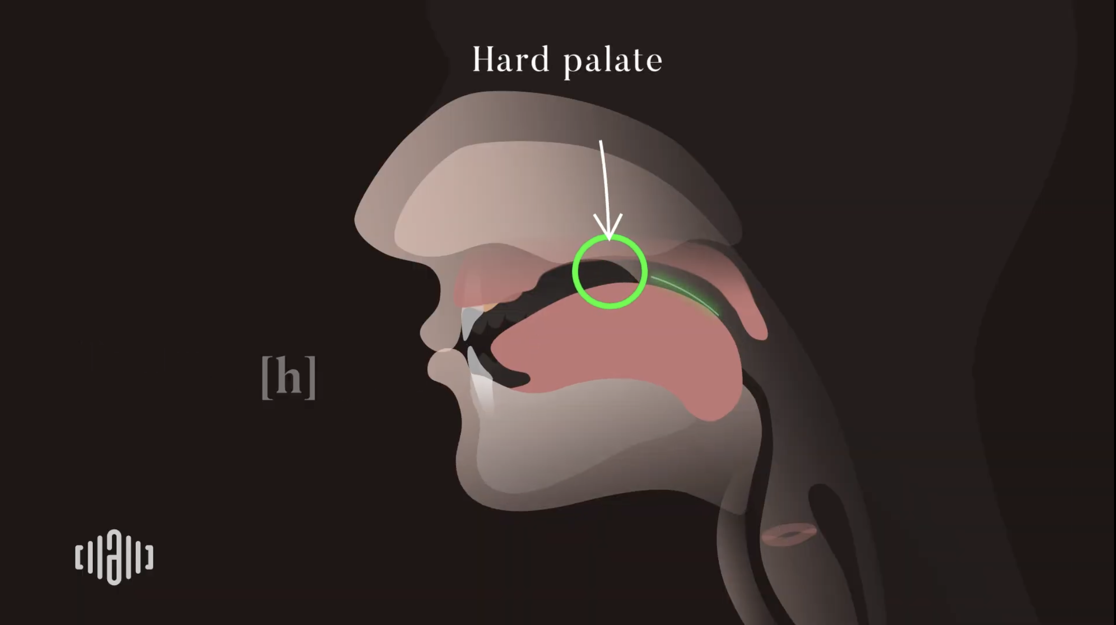 Interactive 2D Sound Video Simulator for the American unvoiced [h] articulation