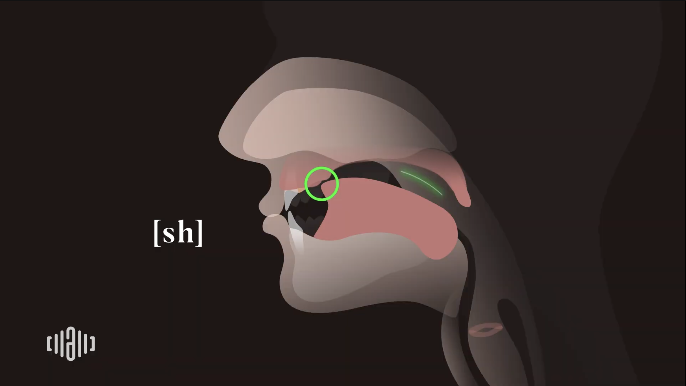 Interactive 2D Sound Video Simulator for the American unvoiced [sh] articulation