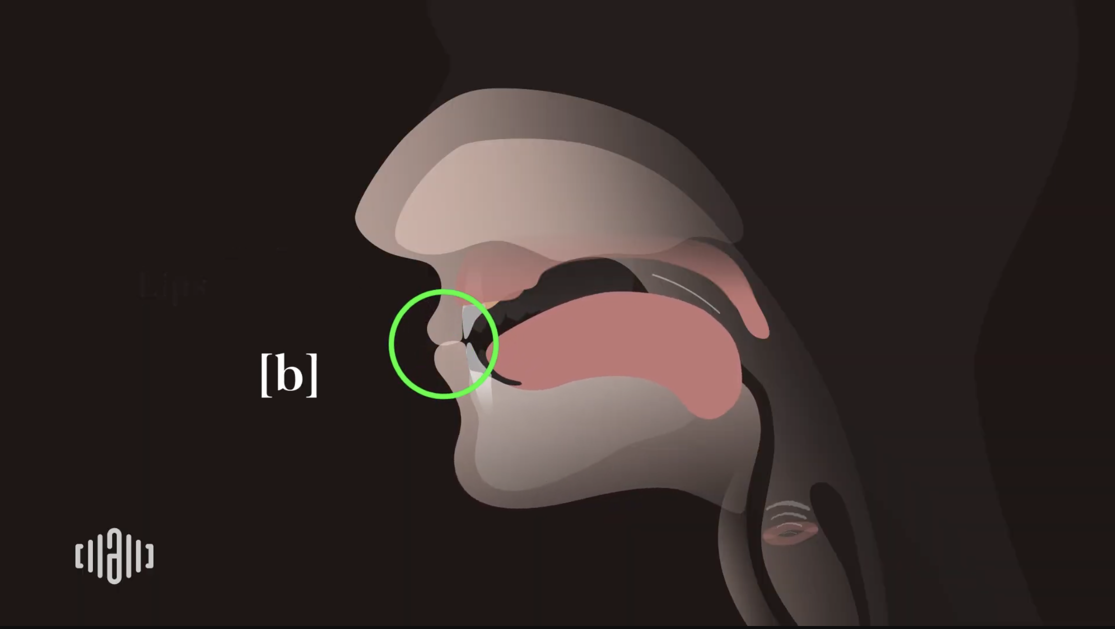 Interactive 2D Sound Video Simulator for the American voiced [b] articulation