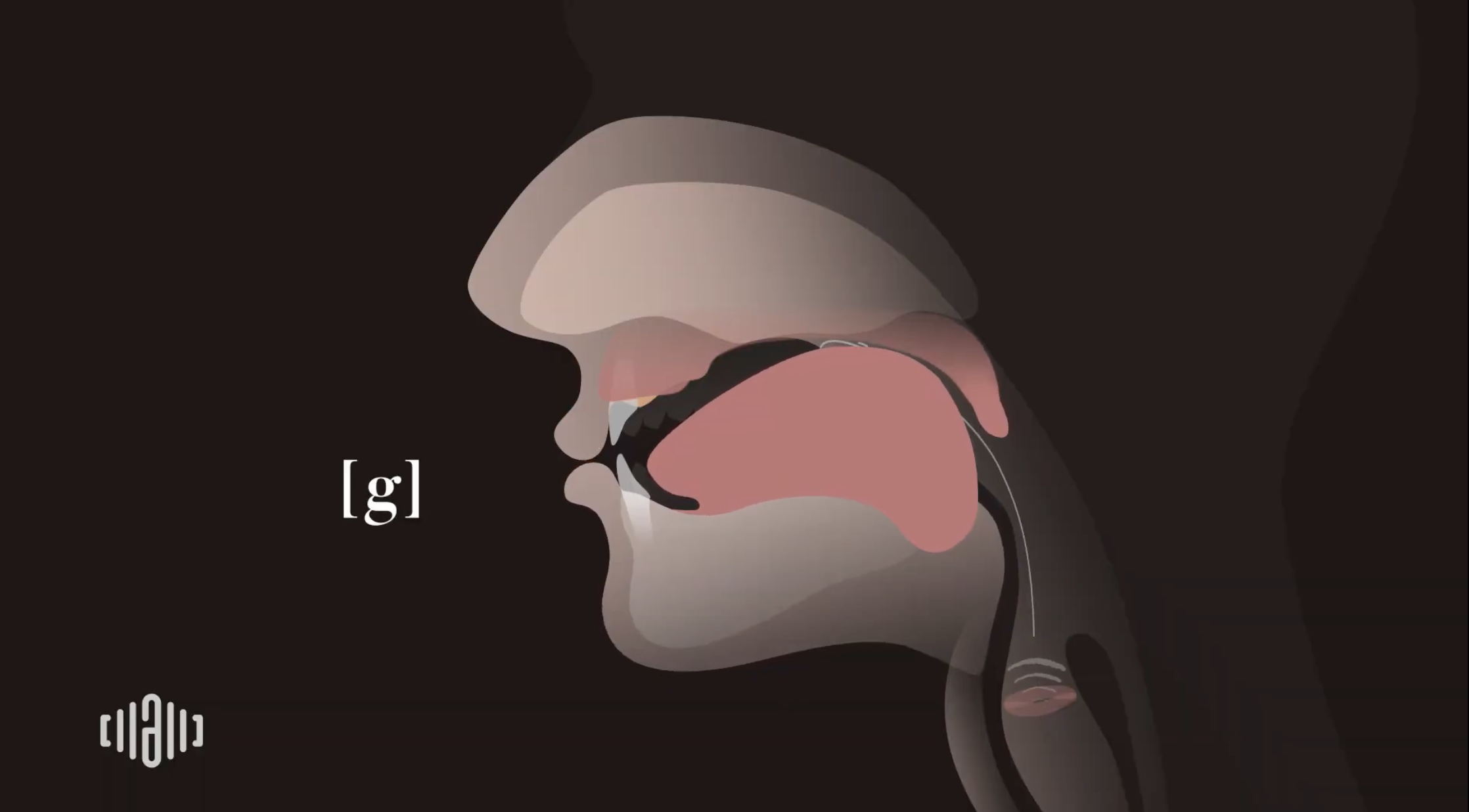 Interactive 2D Sound Video Simulator for the American voiced [g] articulation