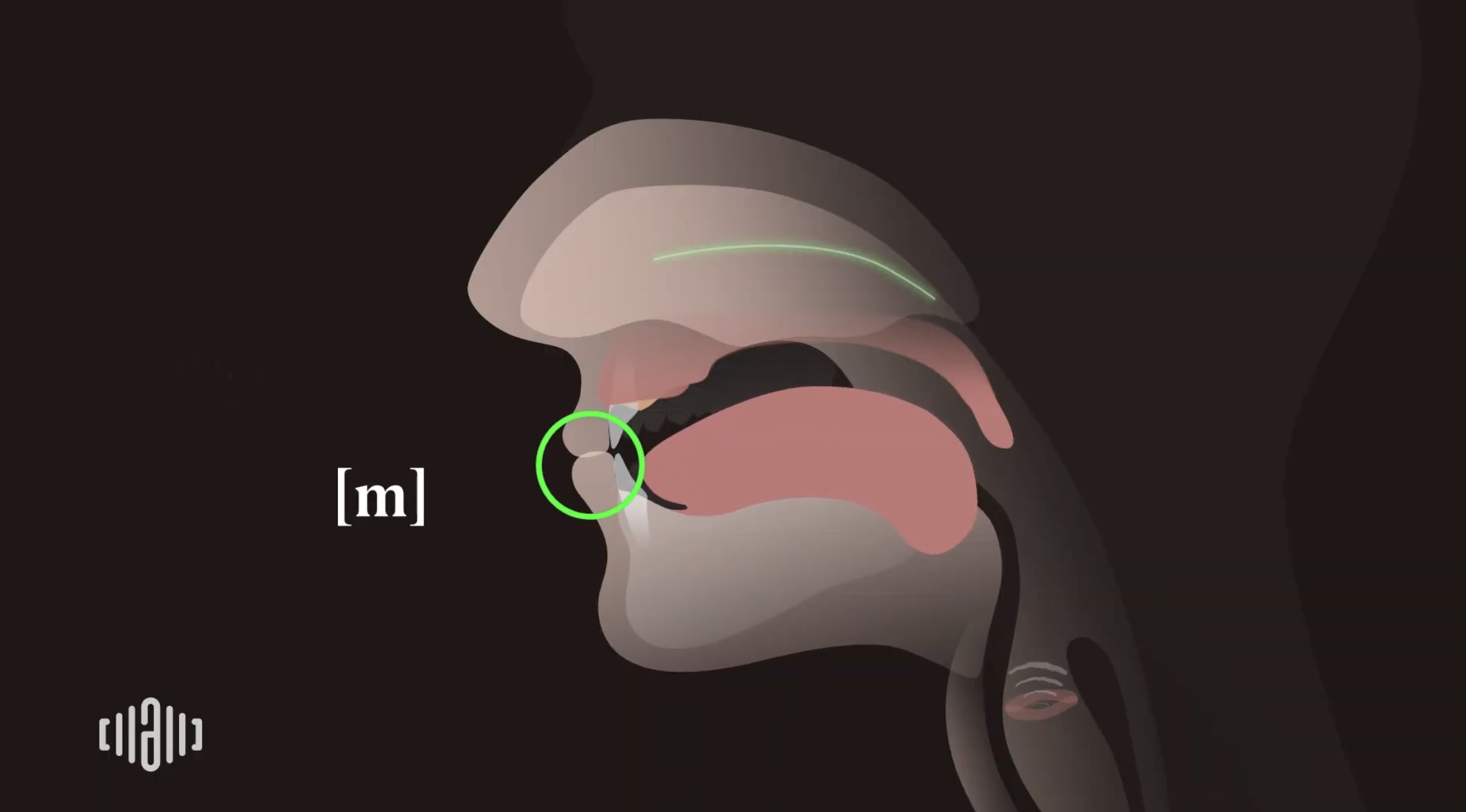 Interactive 2D Sound Video Simulator for the American voiced [m] articulation