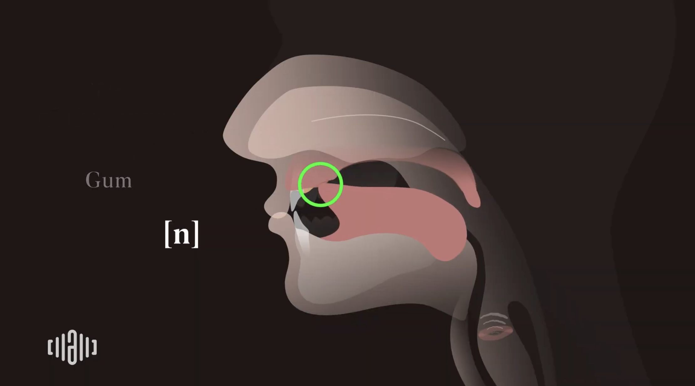 Interactive 2D Sound Video Simulator for the American voiced [n] articulation