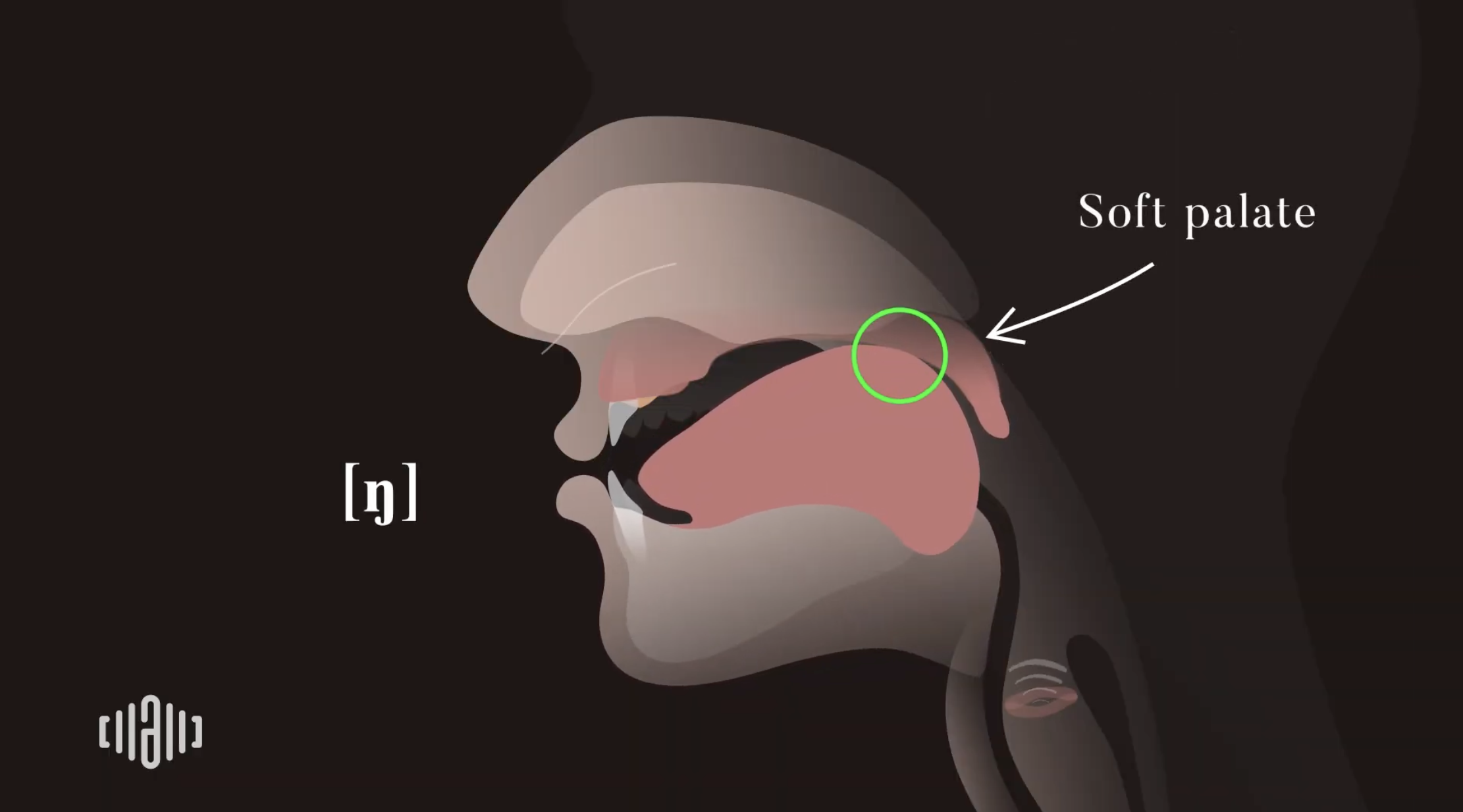 Interactive 2D Sound Video Simulator for the American voiced [ŋ] articulation