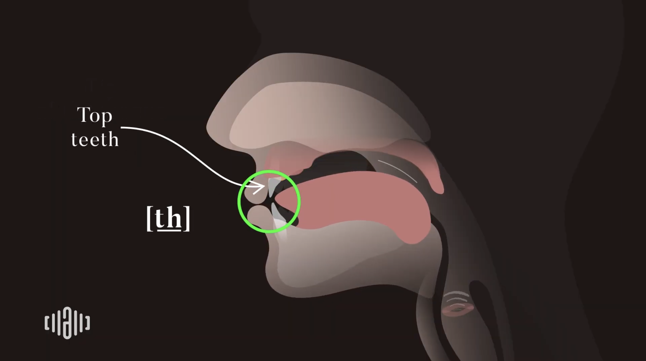 Interactive 2D Sound Video Simulator for the American voiced [t͟h] articulation