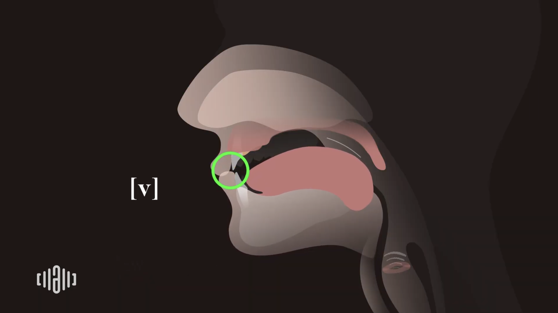 Interactive 2D Sound Video Simulator for the American voiced [v] articulation