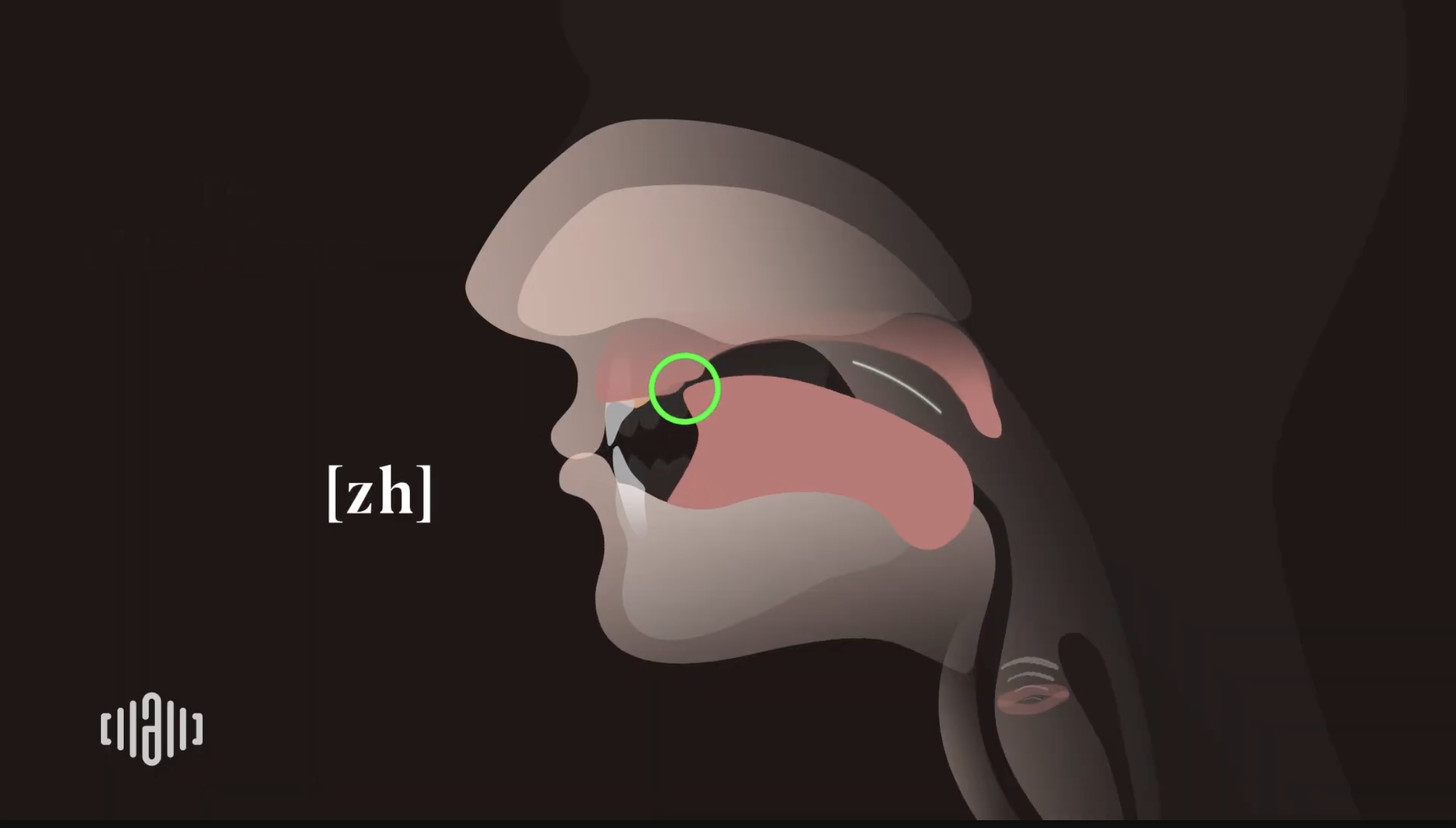 Interactive 2D Sound Video Simulator for the American voiced [zh] articulation