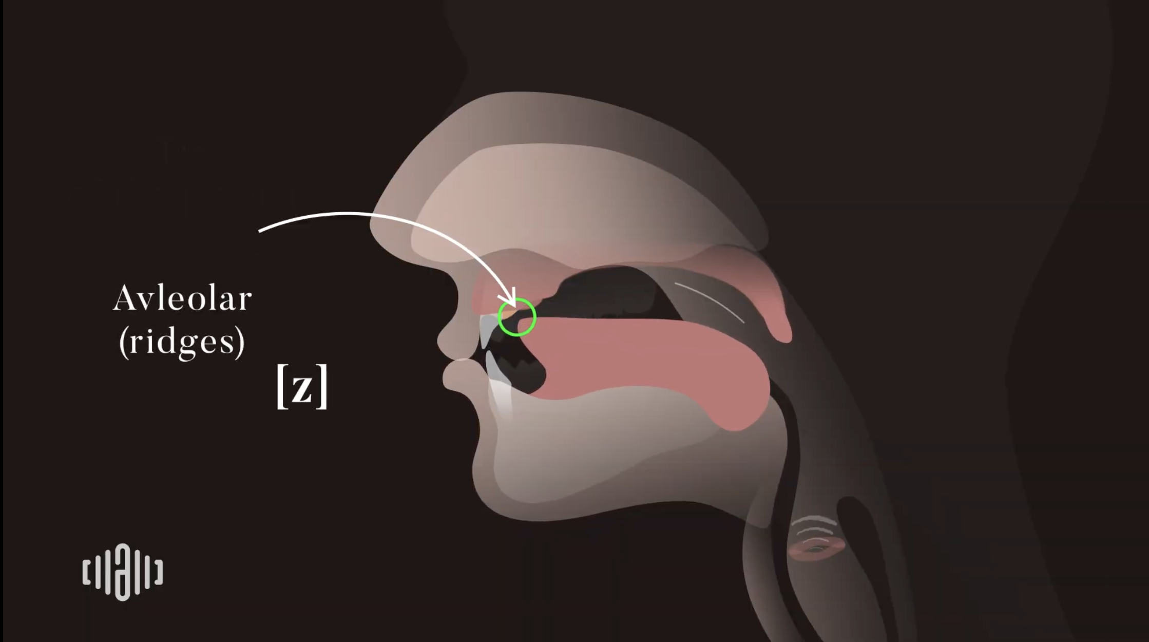 Interactive 2D Sound Video Simulator for the American voiced [z] articulation