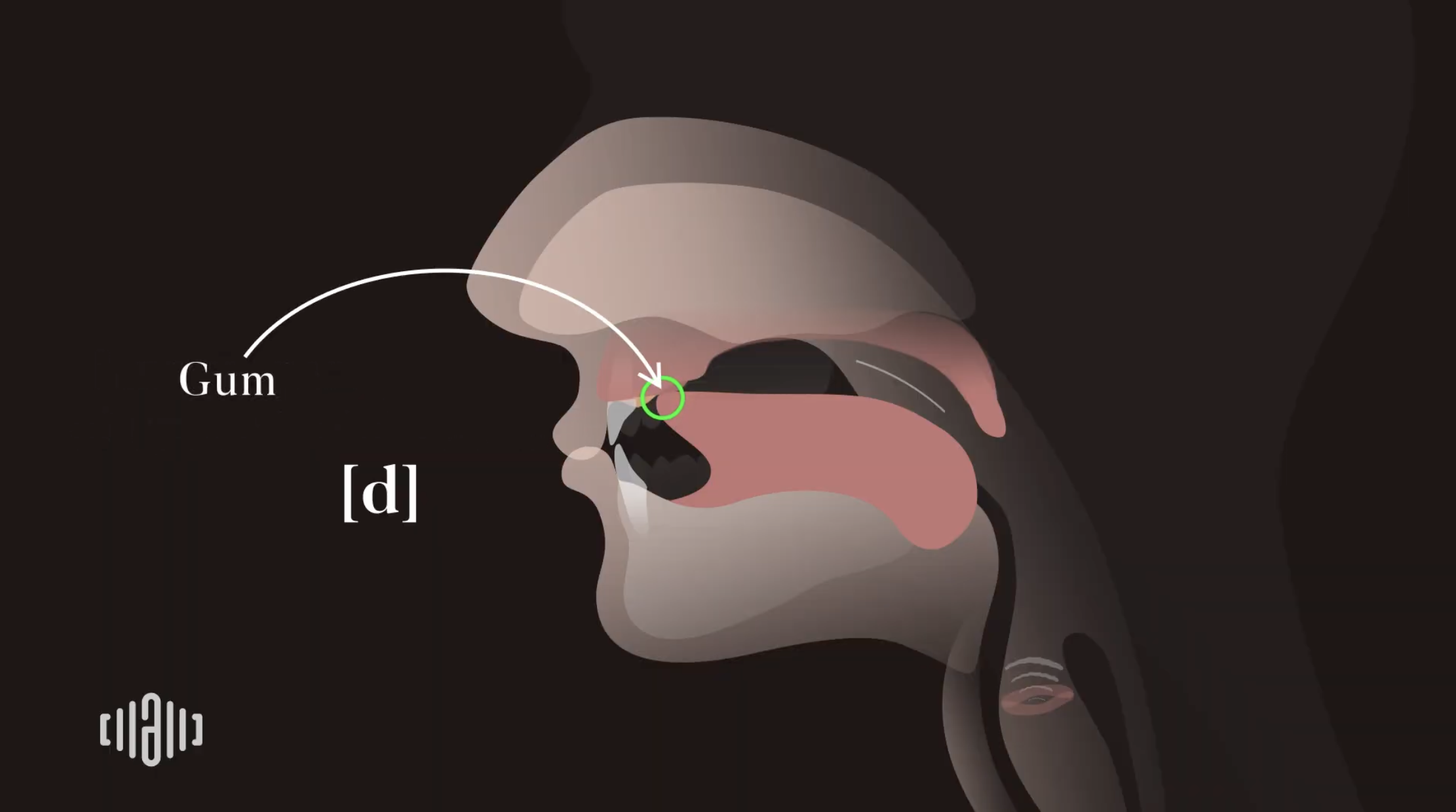 Interactive 2D Sound Video Simulator for the American flap T [t̬] articulation