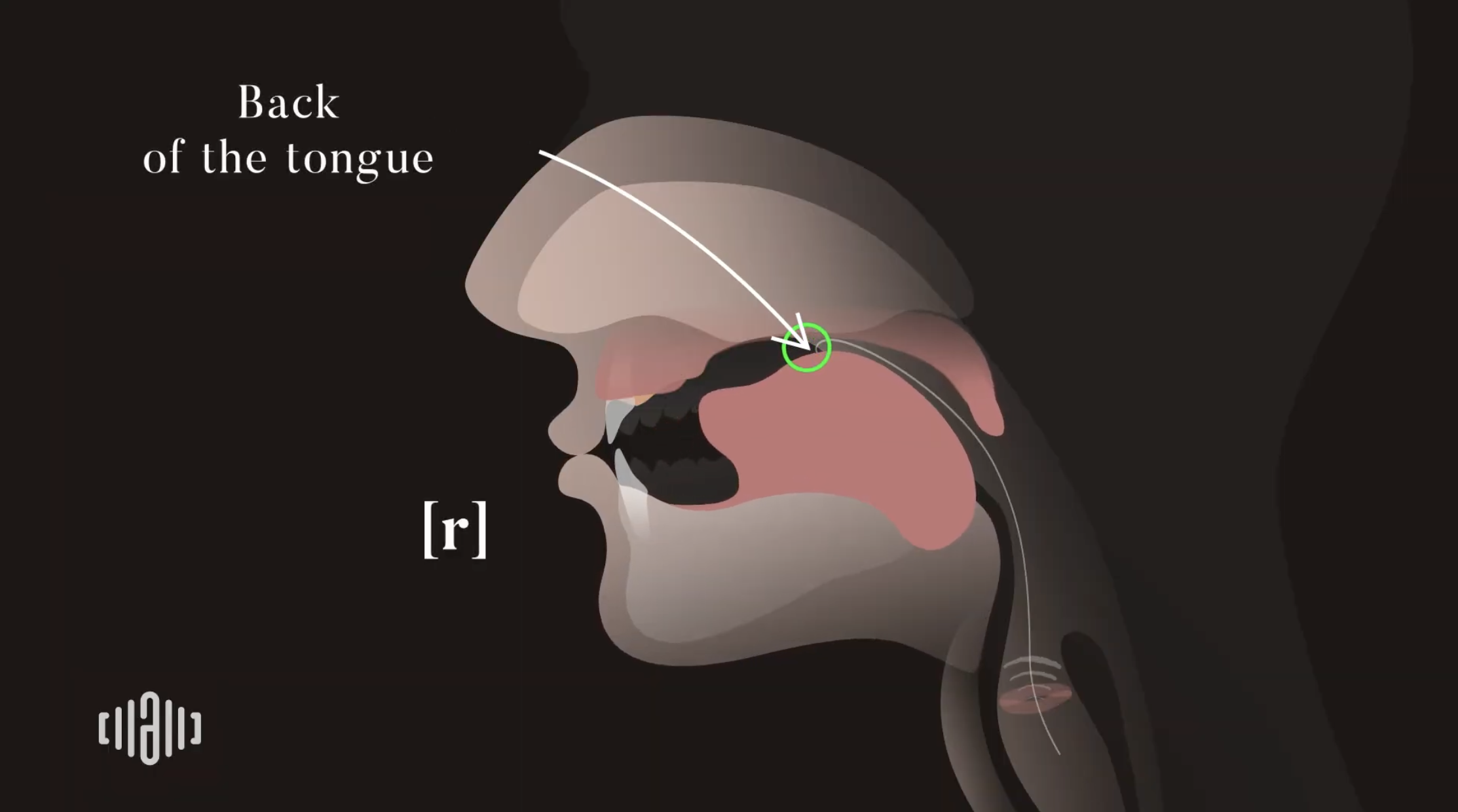 Interactive 2D Sound Video Simulator for the American voiced [r] articulation