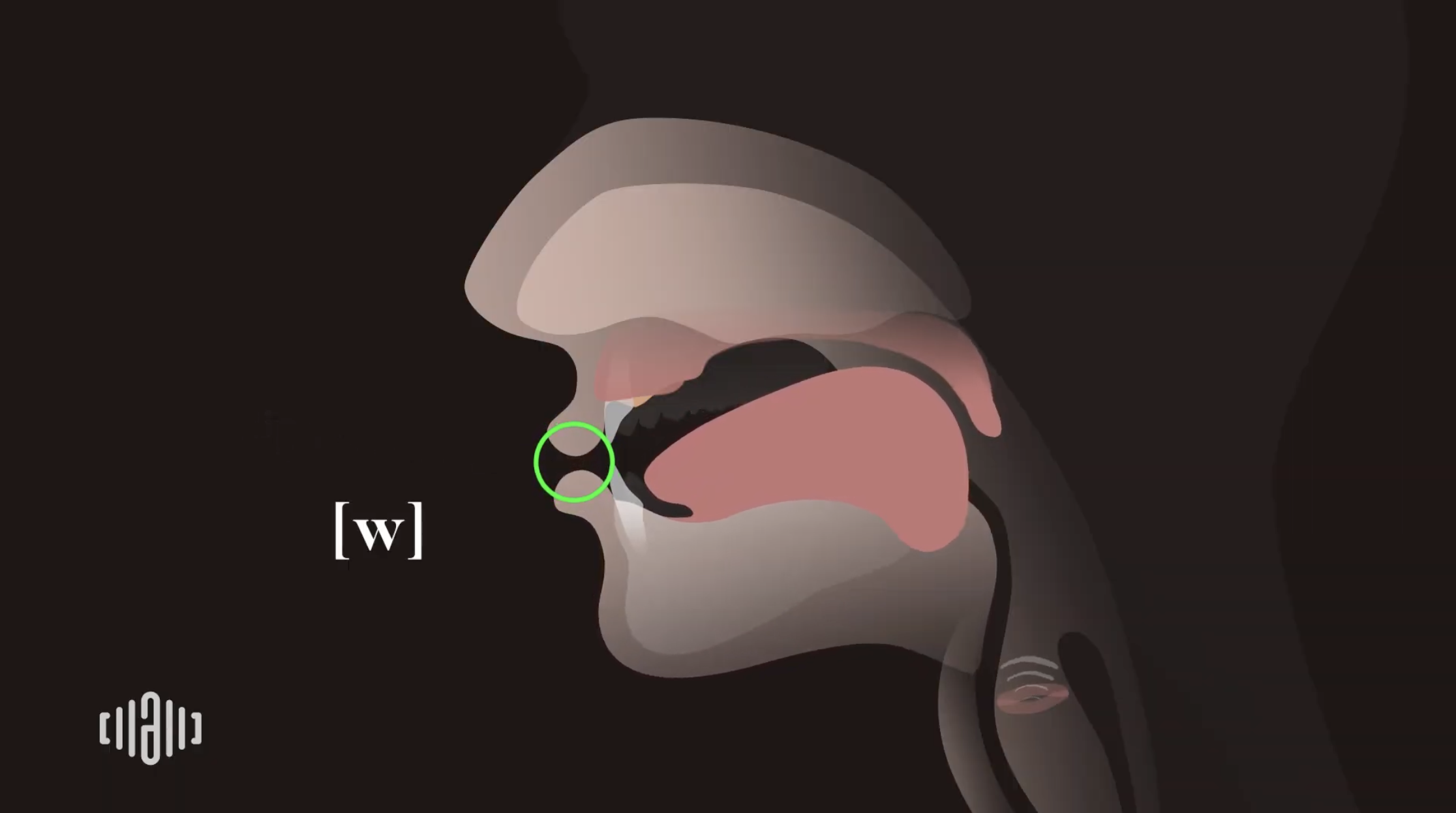 Interactive 2D Sound Video Simulator for the American voiced [w] articulation